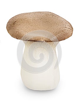 King Oyster mushroom or Eringi isolated on white background with clipping path and full depth of field.