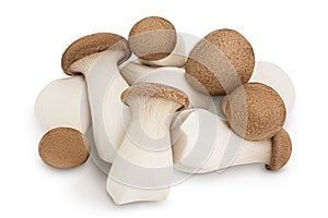 King Oyster mushroom or Eringi isolated on white background with clipping path and full depth of field.