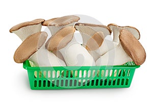 King Oyster mushroom or Eringi in plastic basket isolated on white background with clipping path and full depth of field