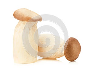 King Oyster mushroom (Eringi) on white backgroud