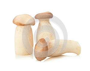 King Oyster mushroom (Eringi) on white backgroud