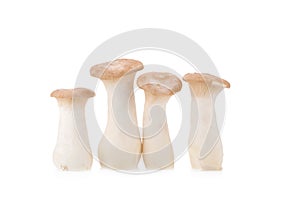 King Oyster mushroom (Eringi) on white backgroud