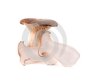 King oyster mushroom isolated on white background. Pleurotus eryngii mushroom.