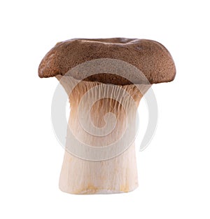 King oyster mushroom isolated on white background. Pleurotus eryngii mushroom.