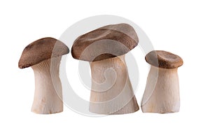 King oyster mushroom isolated on white background. Pleurotus eryngii mushroom.