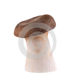 King oyster mushroom isolated on white background. Pleurotus eryngii mushroom.