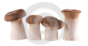 King oyster mushroom isolated on white background. Pleurotus eryngii mushroom.