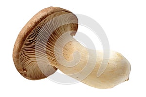 King oyster mushroom Pleurotus eryngii