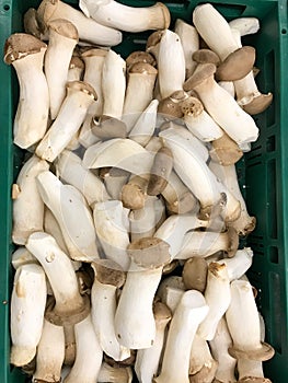 King Oyster Mushroom & x28;Pleurotus Eryngii& x29;