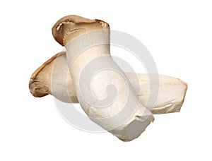 King oyster mushroom Pleurotus eryngii