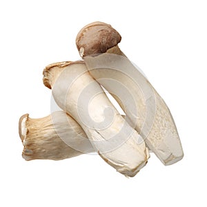 King oyster mushroom Pleurotus eryngii