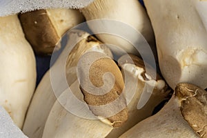 King oyster mushroom Pleurotus eryngii on bag,Pleurotus Eryngii & x28;King Oyster Mushroom