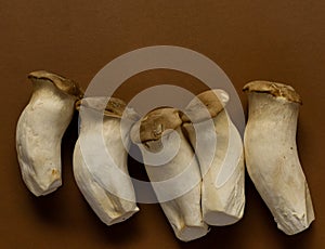 King oyster mushroom Pleurotus eryngii on brown background,Pleurotus Eryngii (King Oyster Mushroom) isolated on brown