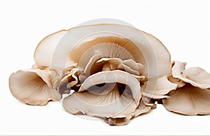 King oyster mushroom Pleurotus eryngii, cut out isolated on white background