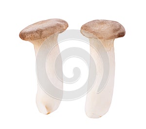 King oyster mushroom Pleurotus eryngii isolated