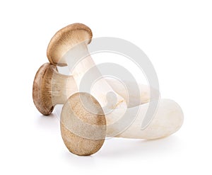 King oyster mushroom Pleurotus eryngii isolated on white background