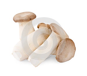 King oyster mushroom Pleurotus eryngii isolated on white background