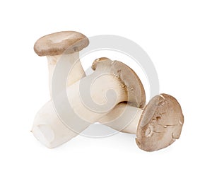 King oyster mushroom Pleurotus eryngii isolated on white background