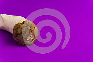 King oyster mushroom Pleurotus eryngii on purple background,Pleurotus Eryngii (King Oyster Mushroom) isolated on purple