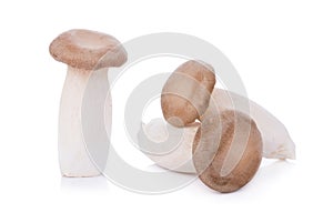 King oyster mushroom Pleurotus eryngii on white background