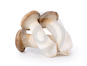 King oyster mushroom Pleurotus eryngii  on white background