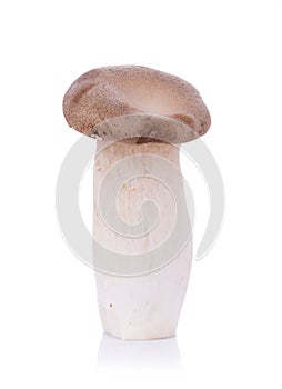 King oyster mushroom Pleurotus eryngii on white background