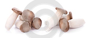 King oyster mushroom Pleurotus eryngii on white background