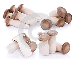 King oyster mushroom Pleurotus eryngii on white background