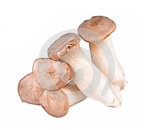 King oyster mushroom Pleurotus eryngii on white background