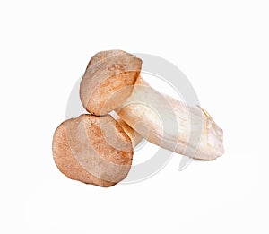 King oyster mushroom Pleurotus eryngii on white background