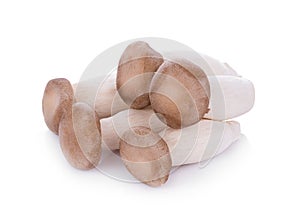 King oyster mushroom Pleurotus eryngii on white background