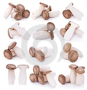 King oyster mushroom Pleurotus eryngii on white background