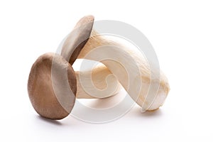 King oyster mushroom on white background