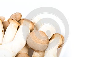 King Oyster mushrooms eringi