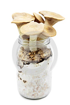 King oyster mushrooms growing up on a glasses container, homemade fungiculture, isolated