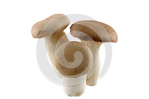 King Oyster mushrooms on White Background