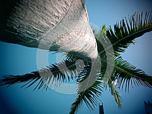 King palm tree