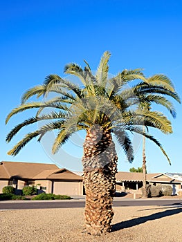 King Palm in Xeriscaped City Landscape, Phoenix, AZ photo