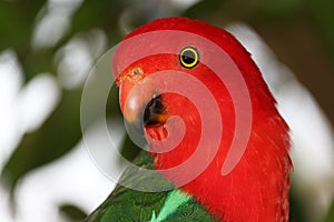 King Parrot