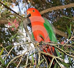 King parrot Alisterus scapularis