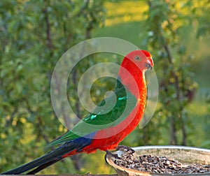 King Parrot in Drouin Victoria Australia