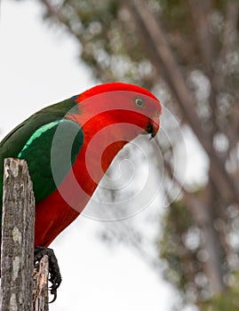 King Parrot in Drouin Victoria Australia