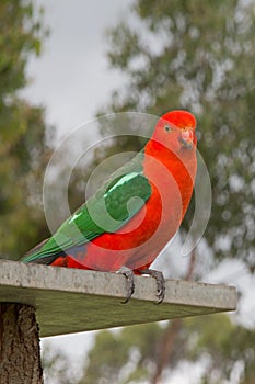 King Parrot in Drouin Victoria Australia