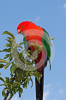 King Parrot in Drouin Victoria Australia