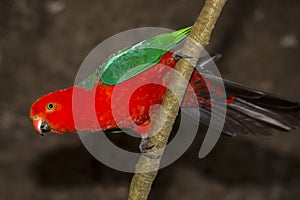 King Parrot on perch