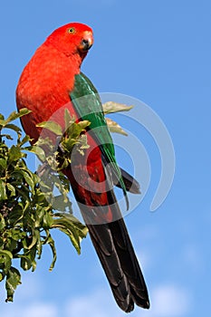 King Parrot showing off in Drouin Victoria Australia