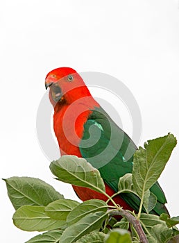 King Parrot squawking in Drouin Victoria Australia