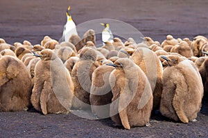 King Pencuin creche full of brown fluffy chicks.