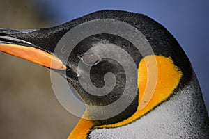 Close up king penguin