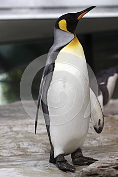 King penguin